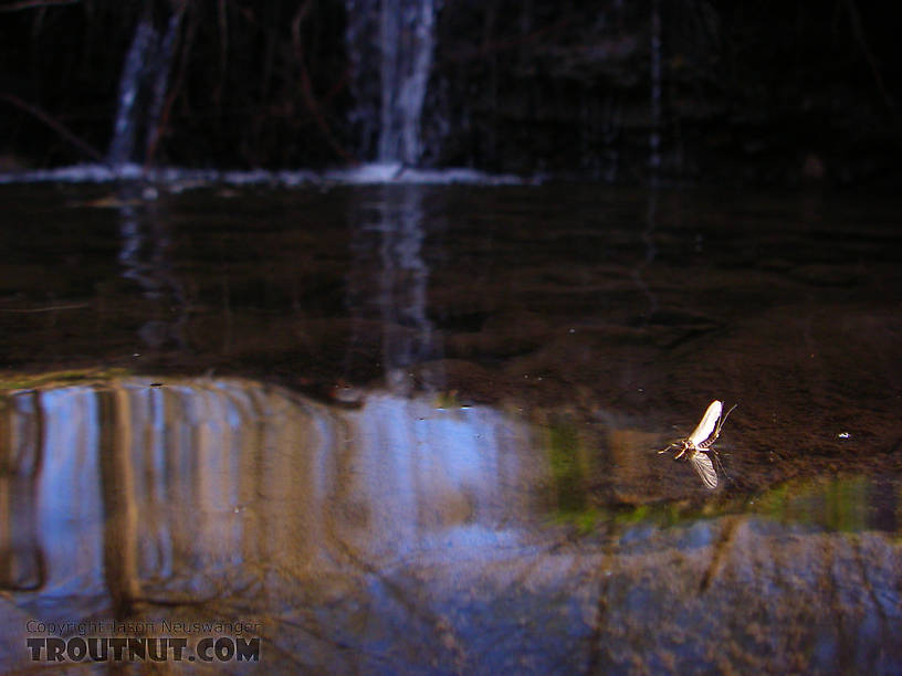 After I took this photo, this specimen was swept out of this tiny pool into a riffle downstream, where I swooped it up with my aquarium net and brought it home to photograph.  See it up close here. From Dresserville Creek in New York.