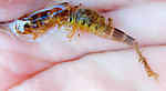 I didn't manage to collect a nymph, but here's the hollow shuck left over from an emerged dun, showing the basic pattern of the nymph. From the West Branch of the Delaware River in New York.