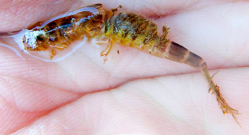 I didn't manage to collect a nymph, but here's the hollow shuck left over from an emerged dun, showing the basic pattern of the nymph. From the West Branch of the Delaware River in New York.