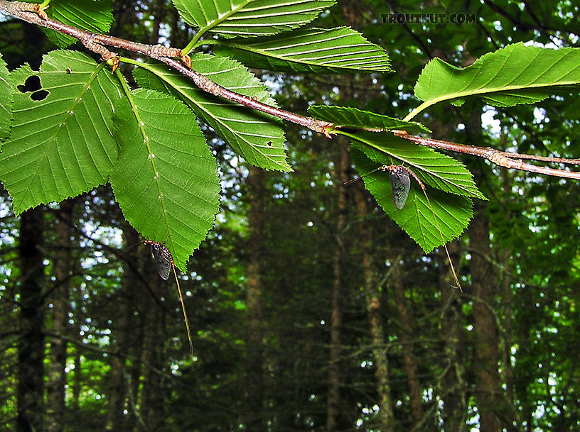 Two Ephemera simulans (Brown Drake) spinners hang from tree leaves along the river.  It's worthwhile to look for these in afternoons during the Brown Drake hatch, because their presence may reveal the best place to fish in the evening. From the Namekagon River in Wisconsin.