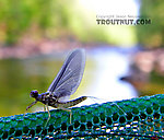  From Brodhead Creek in Pennsylvania.