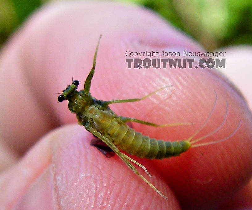 A freshly emerged female Drunella cornuta dun. From Brodhead Creek in Pennsylvania.