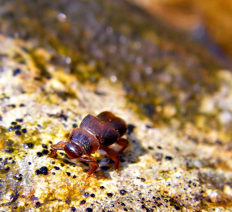 This Peltoperlid stonefly (roachfly) was crawling around on this rock looking for a comfortable place to emerge. From Mystery Creek # 42 in Pennsylvania.