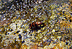 This Peltoperlid stonefly (roachfly) was crawling around on this rock looking for a comfortable place to emerge. From Mystery Creek # 42 in Pennsylvania.