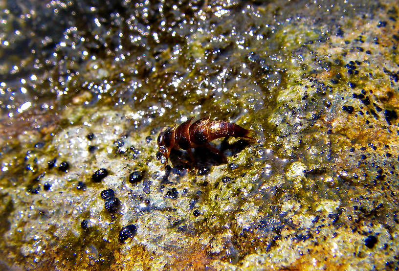 This Peltoperlid stonefly (roachfly) was crawling around on this rock looking for a comfortable place to emerge. From Mystery Creek # 42 in Pennsylvania.