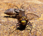 This dragonfly got stuck in its shuck trying to emerge, so it was just crawling around on this rock. From Mystery Creek # 42 in Pennsylvania.