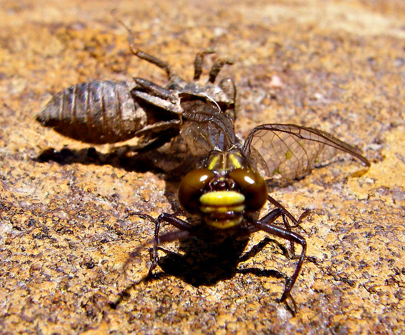 This dragonfly got stuck in its shuck trying to emerge, so it was just crawling around on this rock. From Mystery Creek # 42 in Pennsylvania.