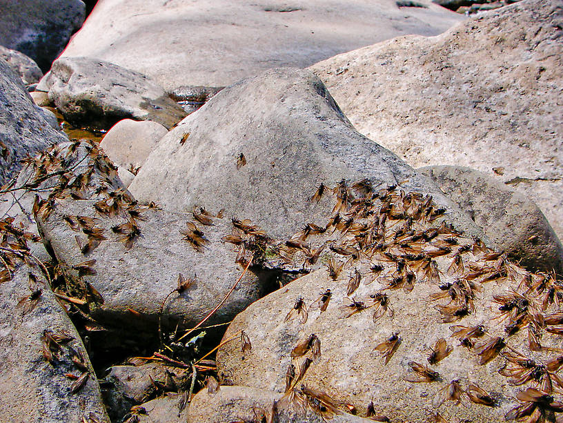 I'm not sure what these clusters of grannoms are doing lying dead and mostly upside down in clusters on the rocks.  Anyone have an explanation? From the Neversink River in New York.