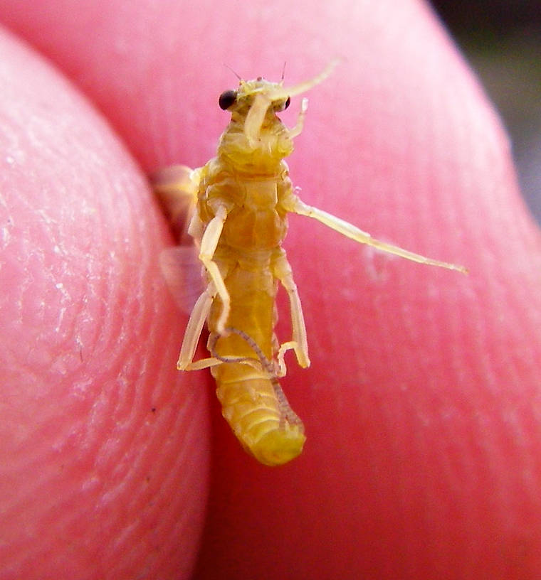 The underside of a freshly emerged Ephemerella invaria dun. From the Neversink River in New York.