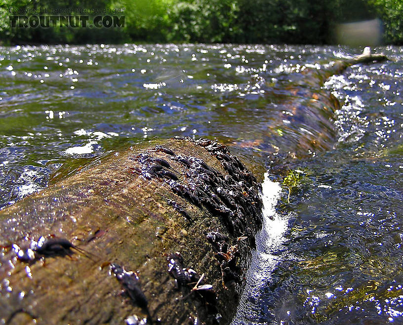 When the freshly shed nymphal skins of large stoneflies cover a log like this, imitating the nymphs is a good bet for large trout. From the Namekagon River in Wisconsin.