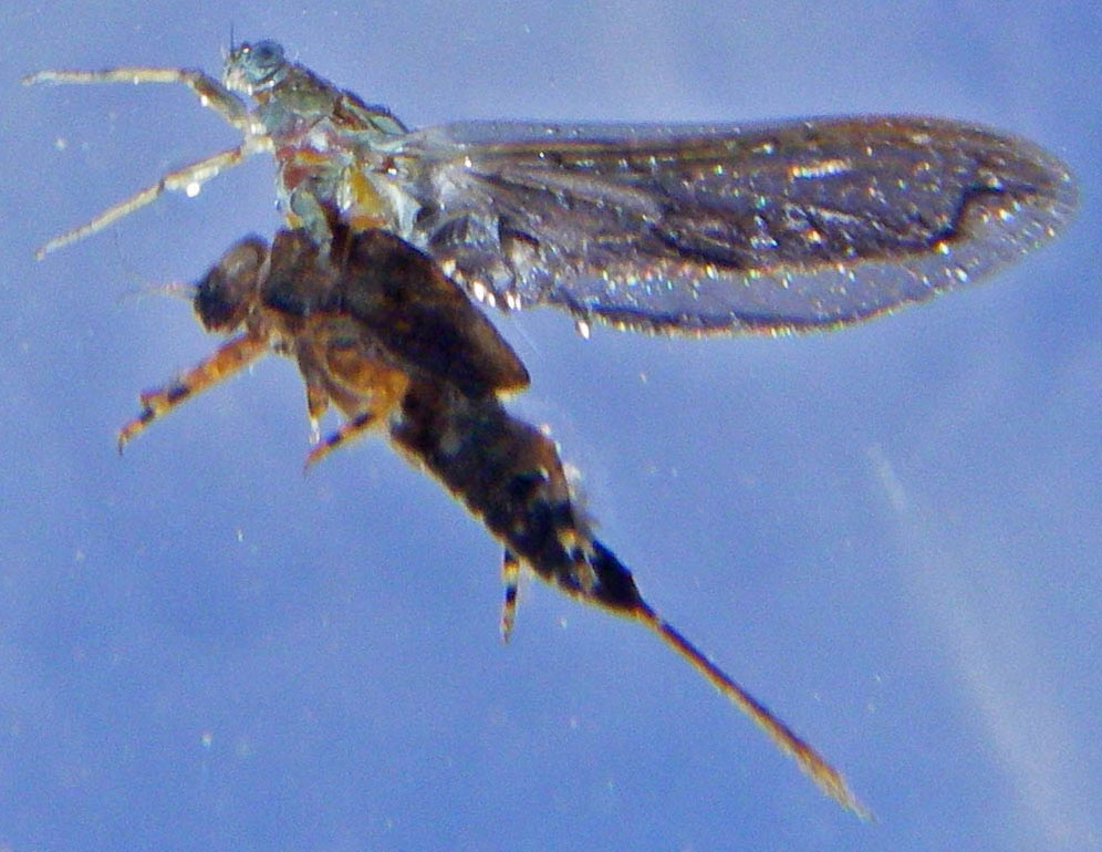 This stillborn Ephemerella subvaria dun is trapped in its shuck.