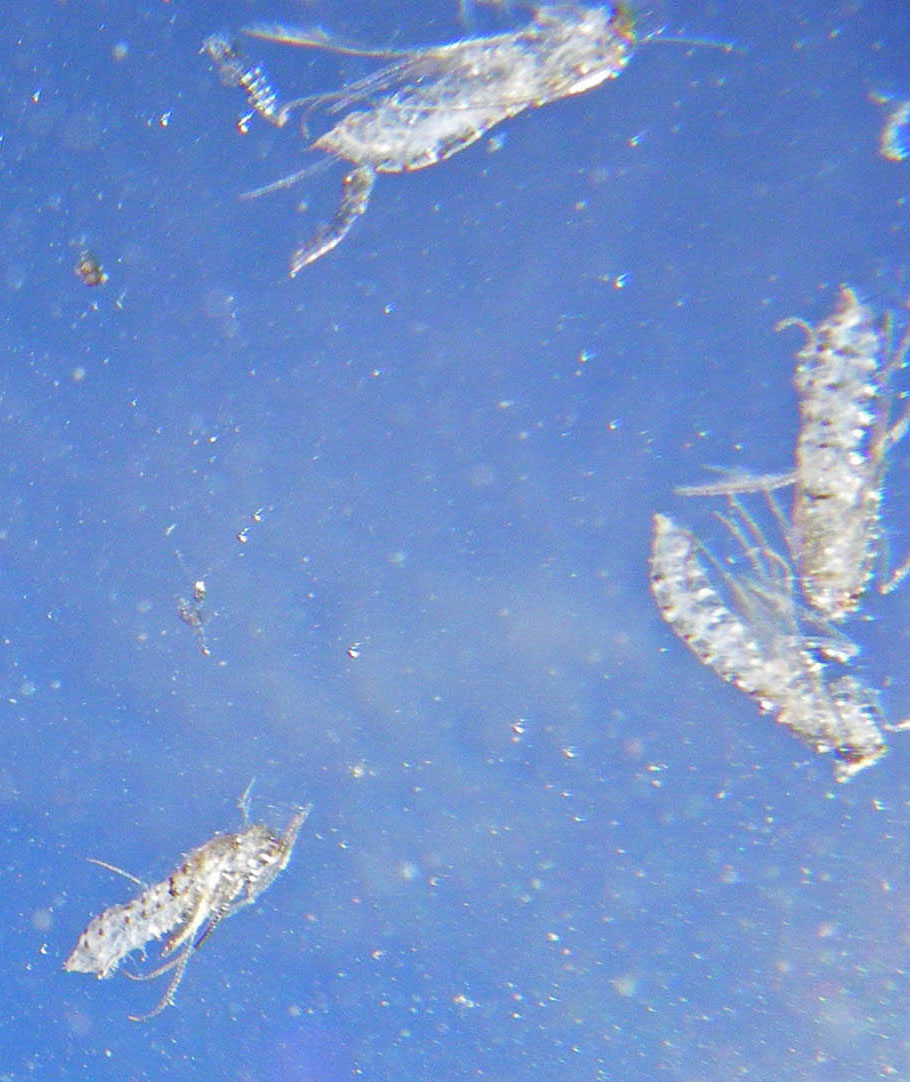 Here's an underwater view of the pupal shucks of several already-emerged Brachycentrus numerosus caddisflies.