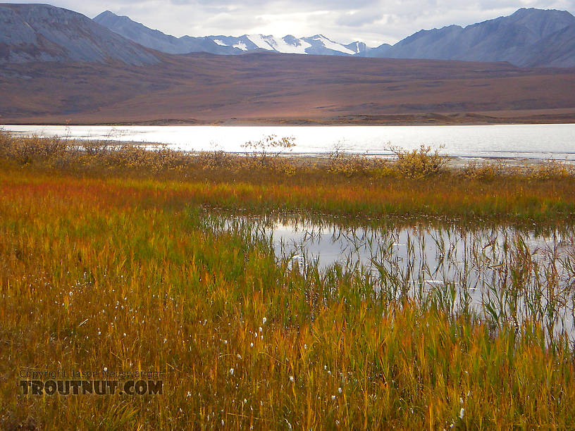  From Galbraith Lake in Alaska.