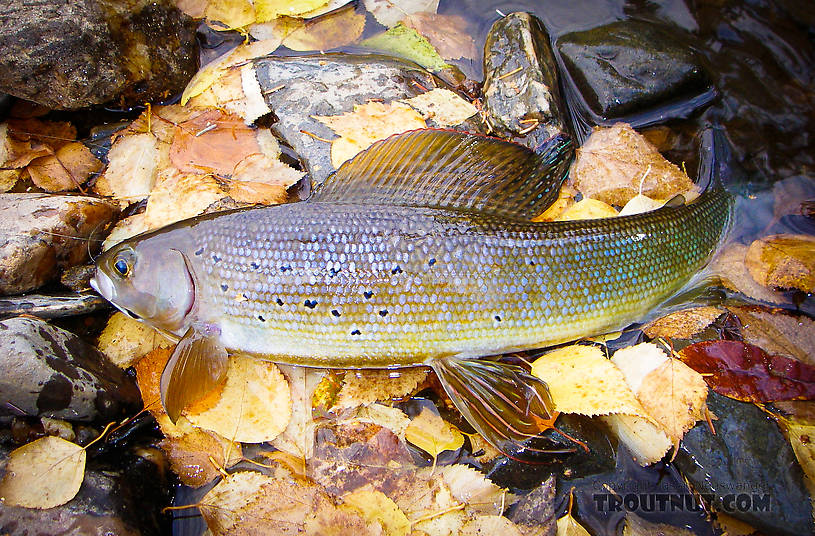 Who knew purple was a fall color? From Fish Creek in Alaska.