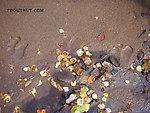 These bear tracks made ma a little bit more alert than I was before.  They're not same-hour fresh, but they're also not especially old, and who knows how far that bear moved?  I never did see it, but who knows if it saw me? From Fish Creek in Alaska.