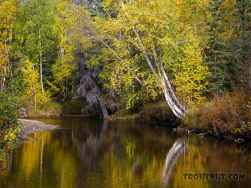  From Fish Creek in Alaska.