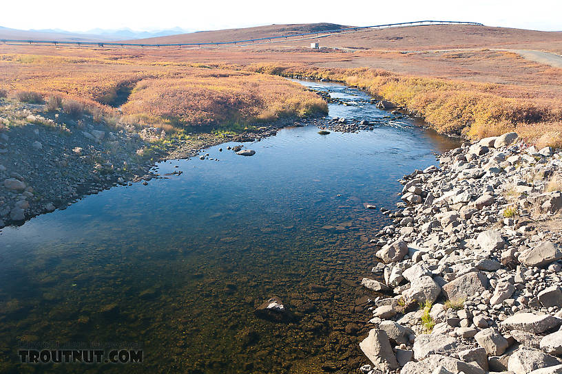  From the Kuparuk River in Alaska.