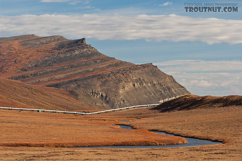 Here Oksrukuyik Creek flows away from the Dalton Highway toward the pipeline.  It eventually grows into one of the major rivers of the North Slope, and the main drainage to the west of the Sag, but where it crosses the road it's just a small grayling stream. From Oksrukuyik Creek in Alaska.