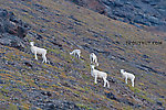 Dall sheep on the side of the mountain overlooking Galbraith Lake, north of Atigun Pass. From Dalton Highway in Alaska.