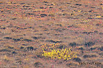 This close-up of the tundra gives you some sense of what it's like to walk on the stuff.  I've heard it compared to walking on a mattress stuffed with basketballs. From Dalton Highway in Alaska.