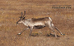 This cow caribou ran across the road in front of my car. From Dalton Highway in Alaska.