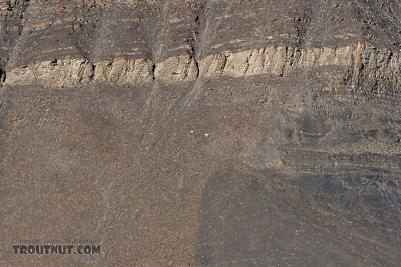 A dall sheep yew and her lamb walk a trail that appears to be nothing but sheer cliff on the side of a mountian near the Dalton Highway -- I think it was Slope Mountain. From Dalton Highway in Alaska.