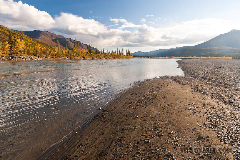  From the Middle Fork of the Koyukuk River in Alaska.