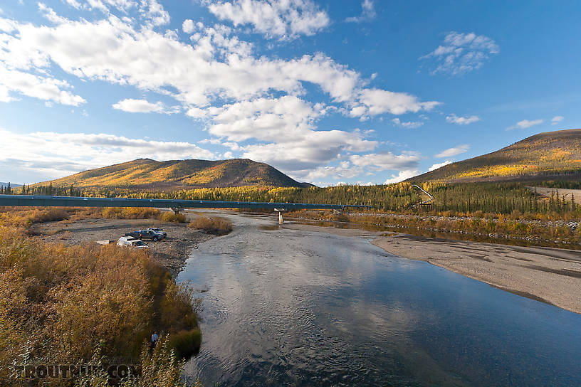  From the Middle Fork of the Koyukuk River in Alaska.