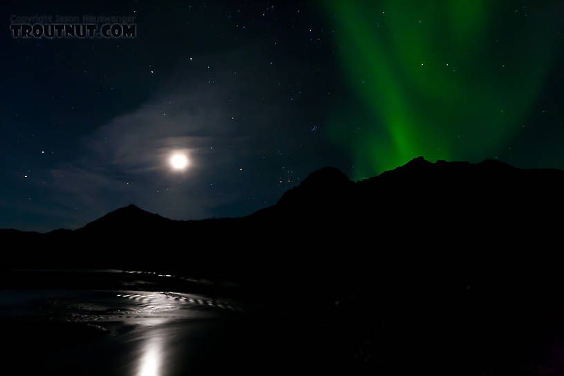 These were the first aurora I saw after moving to Alaska, rising over a mountain above the moonlit Middle Fork of the Koyukuk River in the Brooks Range above the Arctic Circle. From the Middle Fork of the Koyukuk River in Alaska.