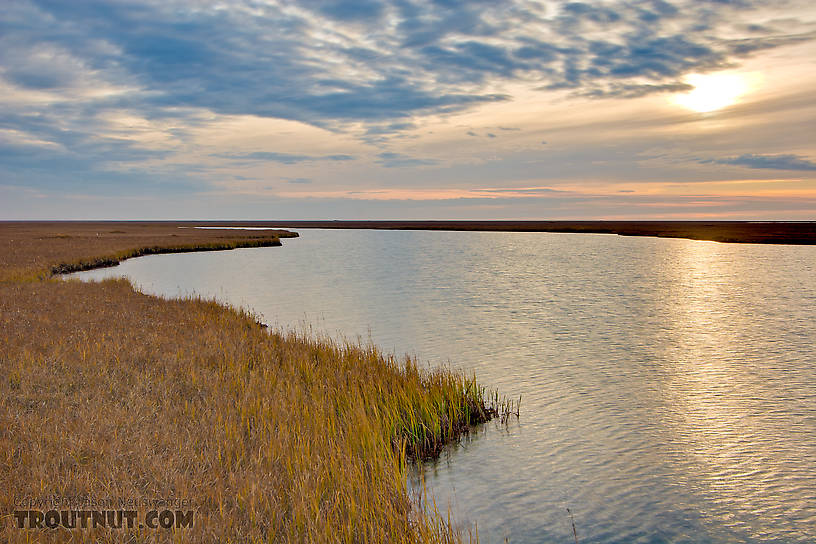 This is one of the many shallow, unnamed lakes in the Arctic coastal plain near the Dalton Highway. From Dalton Highway in Alaska.