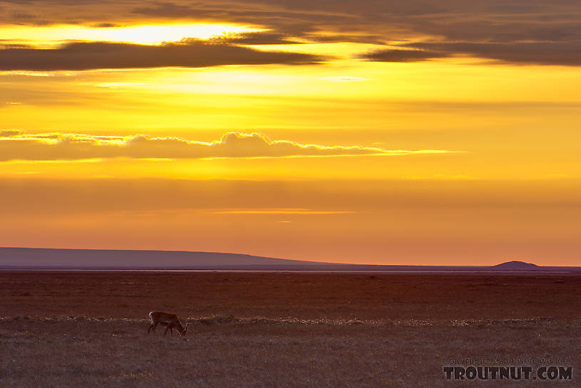 A lone caribou grazes on the Arctic coastal plain near Prudhoe Bay. From Dalton Highway in Alaska.