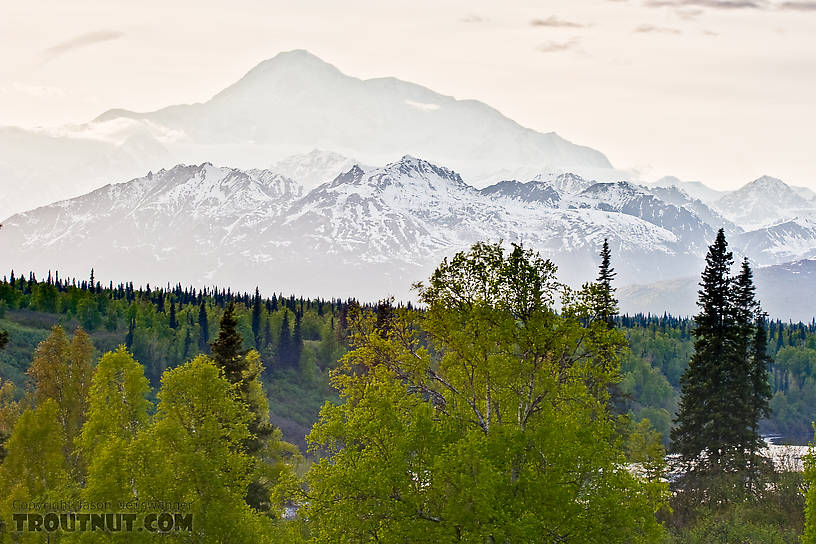 Denali in the background, towering over the rest of the Alaska Range and the Chulitna River in the foreground. From Parks Highway in Alaska.