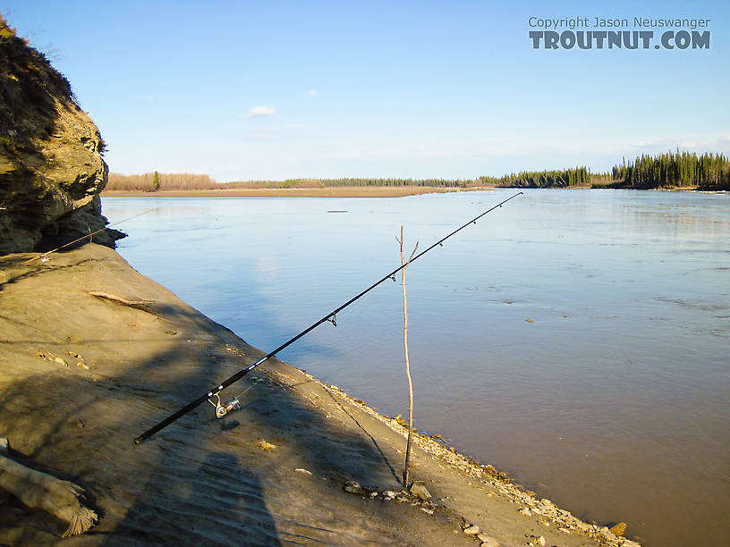 Typical set-up for burbot fishing: throw the heavily weighted bait in and sit around until something happens.  This calm eddy off the edge of the main channel was relatively free of ice. From the Tanana River in Alaska.