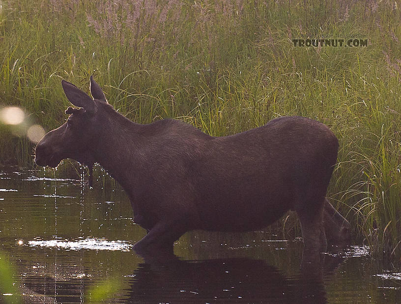  From the Chena River in Alaska.