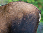 Flies and fly tying materials converge on a moose's butt. From the Chena River in Alaska.