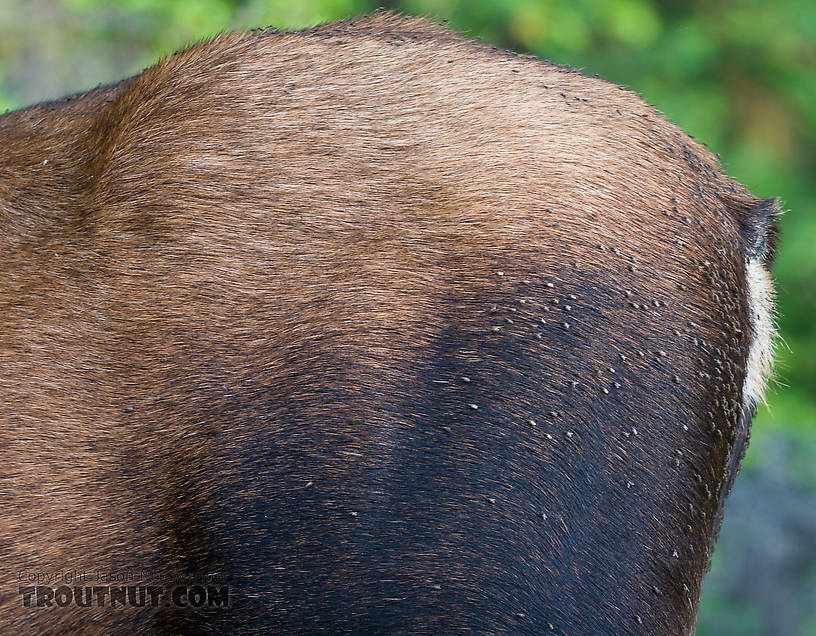 Flies and fly tying materials converge on a moose's butt. From the Chena River in Alaska.