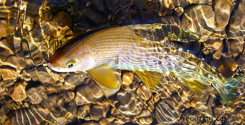 This pretty little grayling fell for a well-placed beetle imitation. From the Chena River in Alaska.