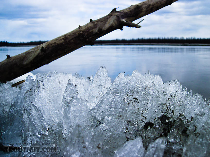 This is what a lot of the remaining river ice looks like right now, laying in massive chunks up on the bank.  Kick it and it shatters into a million little shards. From the Tanana River in Alaska.