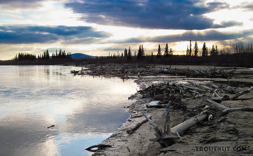 The water is exceptionally low right now on the Tanana, leaving most of the logjams high and dry.  The area on the right in this photo is underwater during much of the summer. From the Tanana River in Alaska.