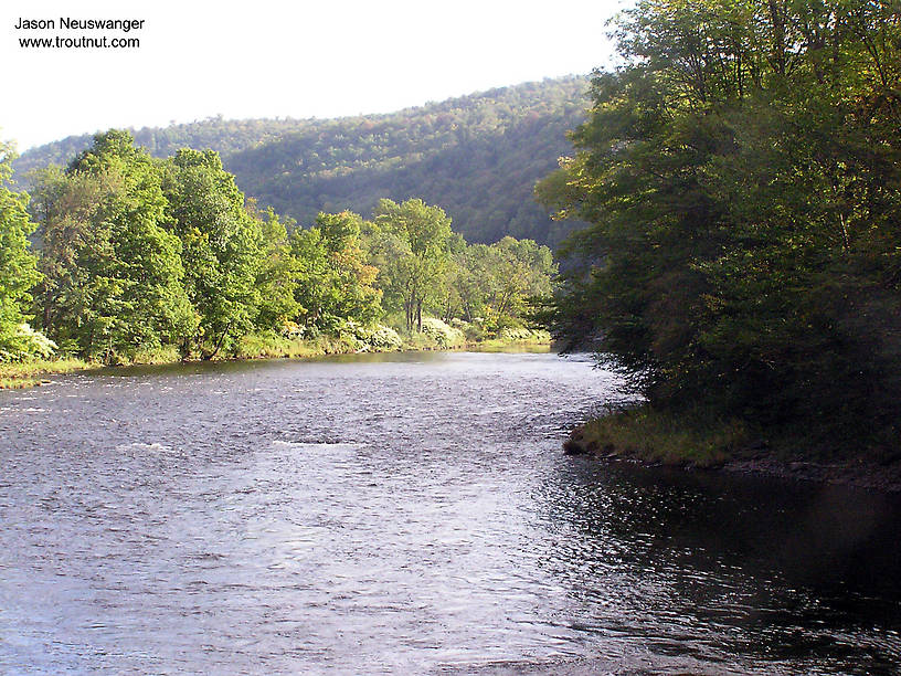 I missed one strike in this pool after taking the picture. It was a good fish that first showed itself with a telltale bulge and eddies below my fly, the sign of a nice trout refusing without quite breaking the surface. Five or ten drifts later it took convincingly, but I missed the hookset. That was the story that day -- missed hooksets. I didn't stay to fish this pool very long, because I tried to cross to fish it from the side that's on the right in the picture, obviously the best angle, and I found that what looked like an easy crossing near the tail was a swift, bouldery flat of very deceptive depth in the clear water. I found myself half-way across, past what had originally looked like the deepest water, only to find that the water that looked easiest was even swifter and deeper. I thought surely I was in for a swim, but somehow I made it back to the near bank dry and jumped in the car to head for less treacherous wading. From the Beaverkill River in New York.