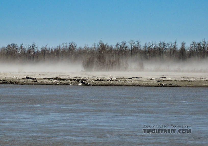 These dust storms are a common sight on the Tanana whenever it hasn't rained for several days.  The river's channel, mostly over a mile wide, consists mostly of vast bars of dry gravel and glacial silt that's easily kicked up by the wind. From the Tanana River in Alaska.