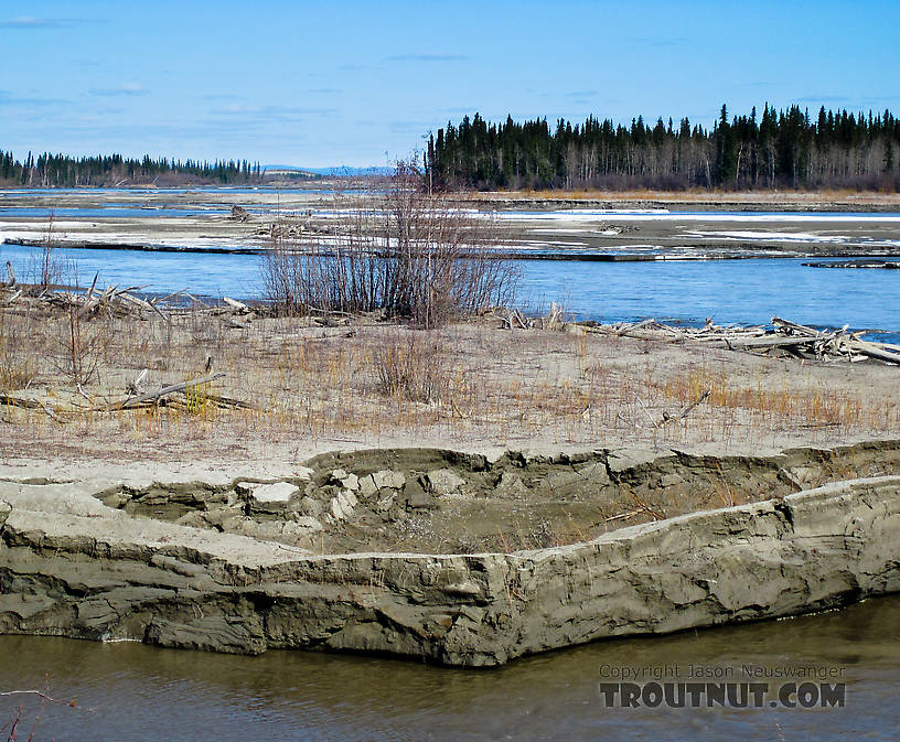  From the Tanana River in Alaska.