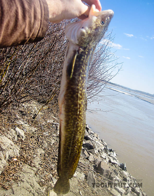 A 24" burbot caught on my setlines. From the Tanana River in Alaska.