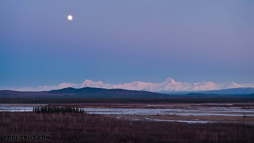  From the Tanana River in Alaska.