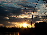 Cut herring bait dangles from the tip of a spinning rod... not my usual gear! From the Tanana River in Alaska.