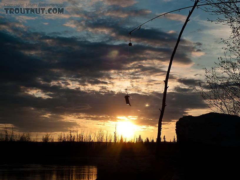 Cut herring bait dangles from the tip of a spinning rod... not my usual gear! From the Tanana River in Alaska.