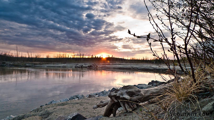  From the Tanana River in Alaska.