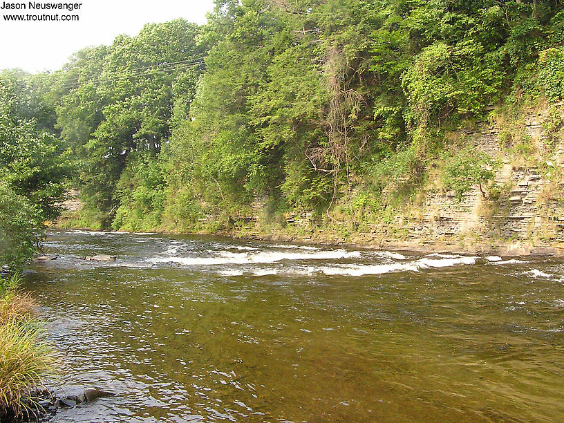  From the Salmon River in New York.