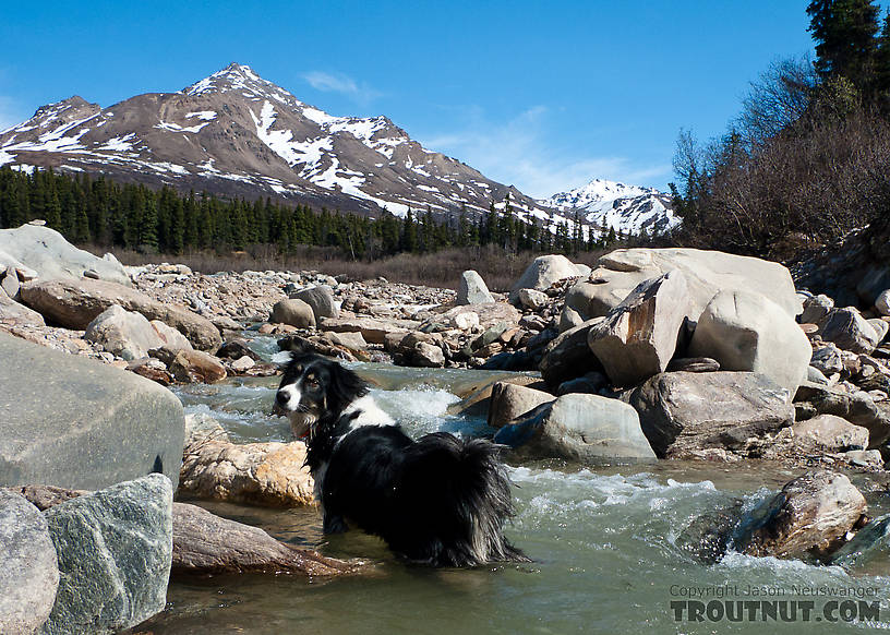  From Gunnysack Creek in Alaska.