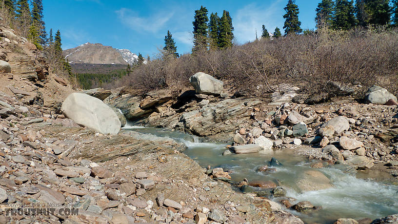  From Gunnysack Creek in Alaska.